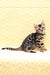 Marvel | Bengal Kitten