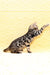 Marvel | Bengal Kitten