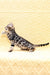 Marvel | Bengal Kitten