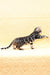 Marvel | Bengal Kitten