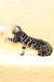 Marvel | Bengal Kitten