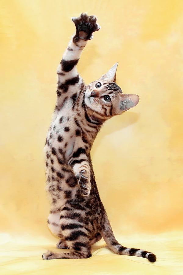 Marvel | Bengal Kitten