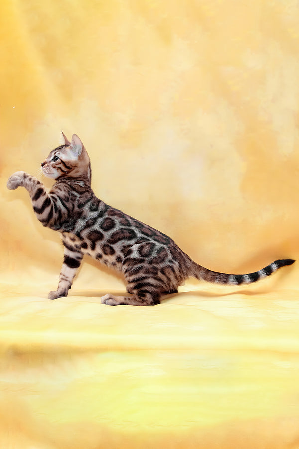 Marvel | Bengal Kitten