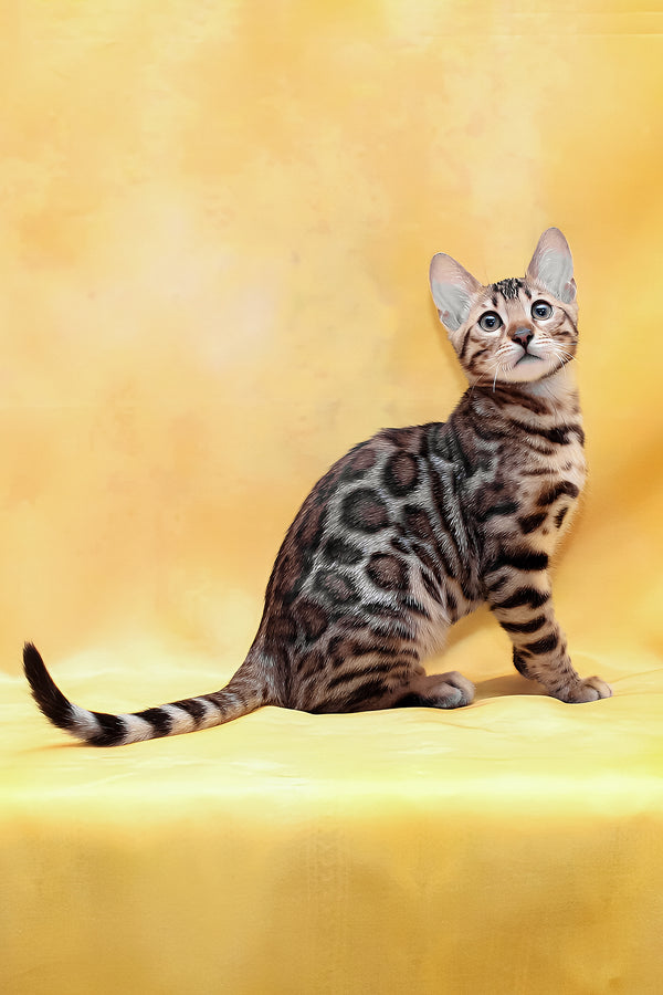 Marvel | Bengal Kitten
