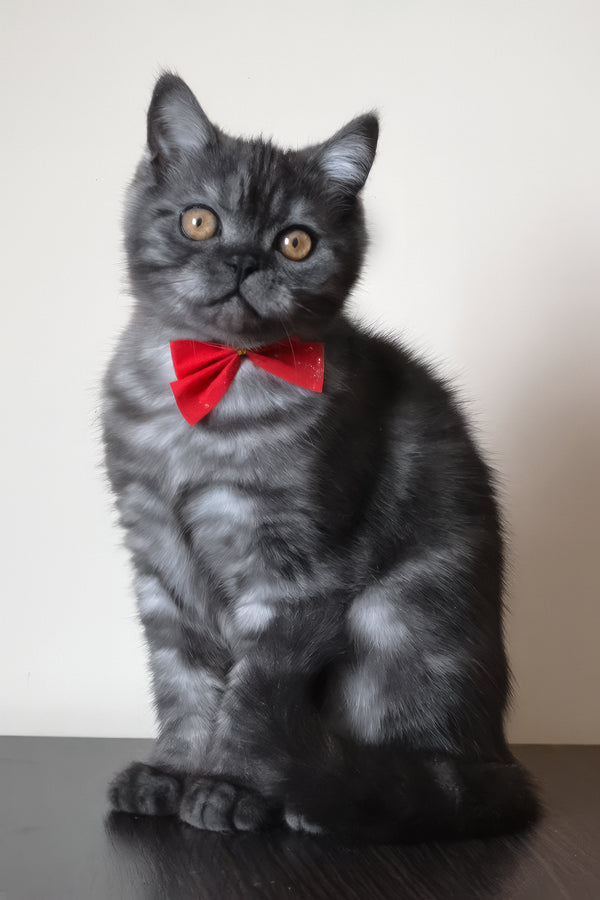 Marvel | Scottish Straight Kitten