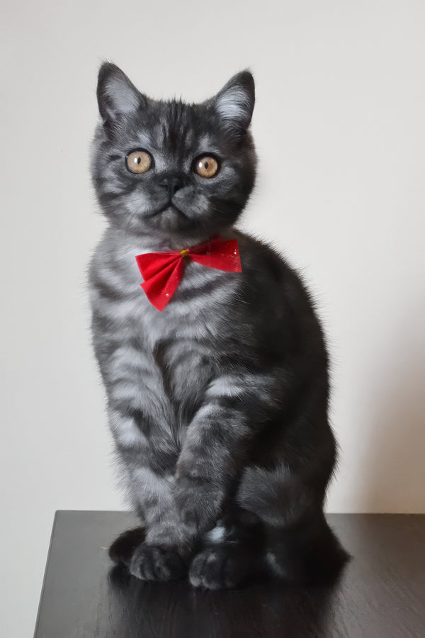 Marvel | Scottish Straight Kitten