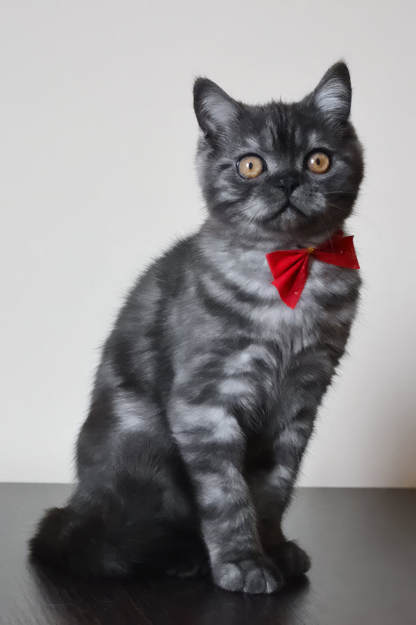 Marvel | Scottish Straight Kitten