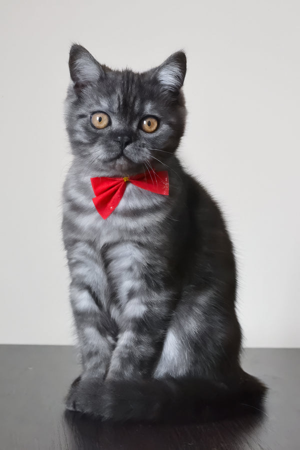 Marvel | Scottish Straight Kitten