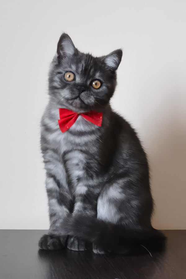 Marvel | Scottish Straight Kitten