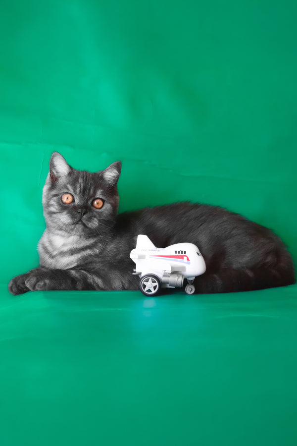Marvel | Scottish Straight Kitten