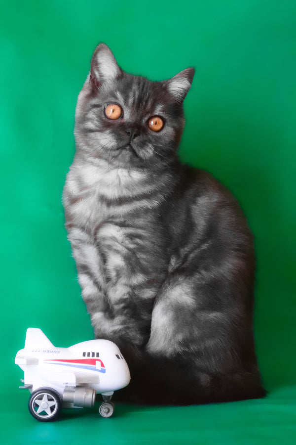 Marvel | Scottish Straight Kitten