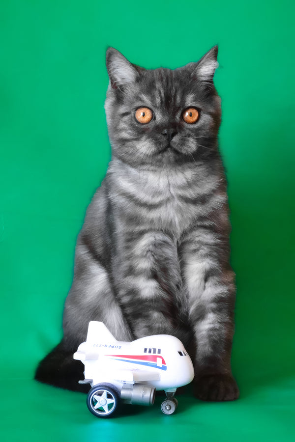 Marvel | Scottish Straight Kitten