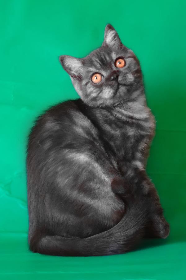 Marvel | Scottish Straight Kitten