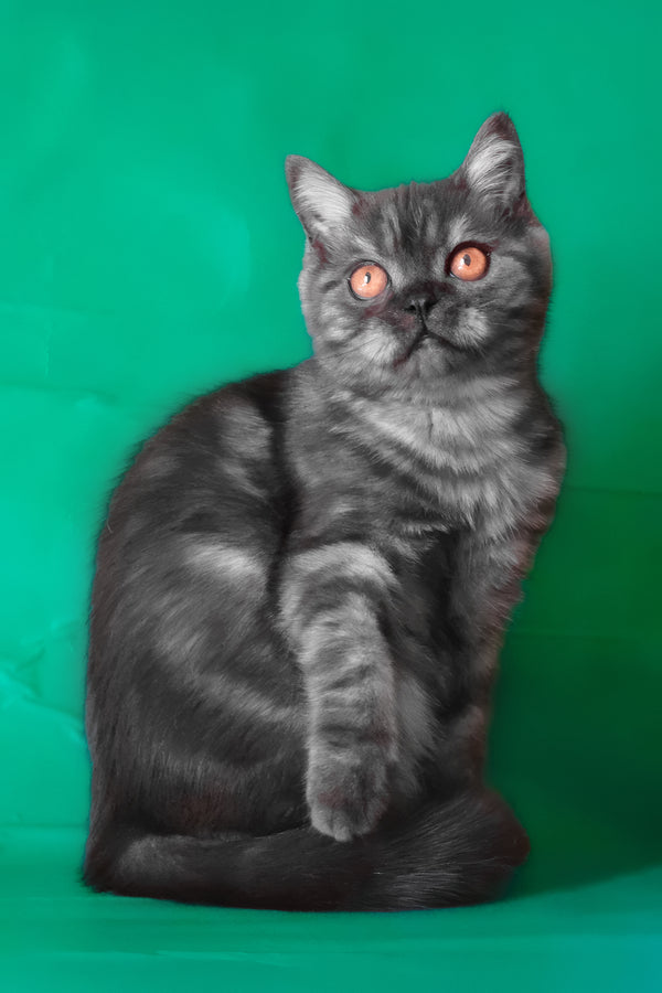 Marvel | Scottish Straight Kitten