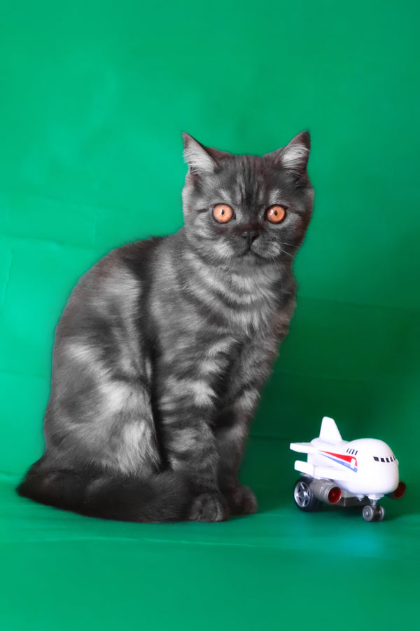 Marvel | Scottish Straight Kitten
