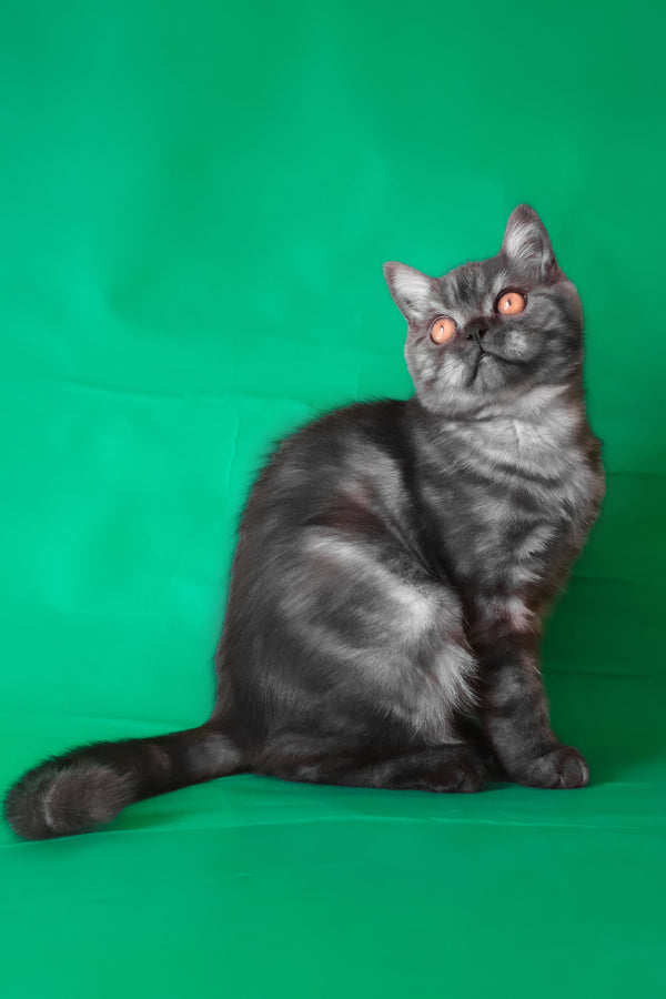 Marvel | Scottish Straight Kitten