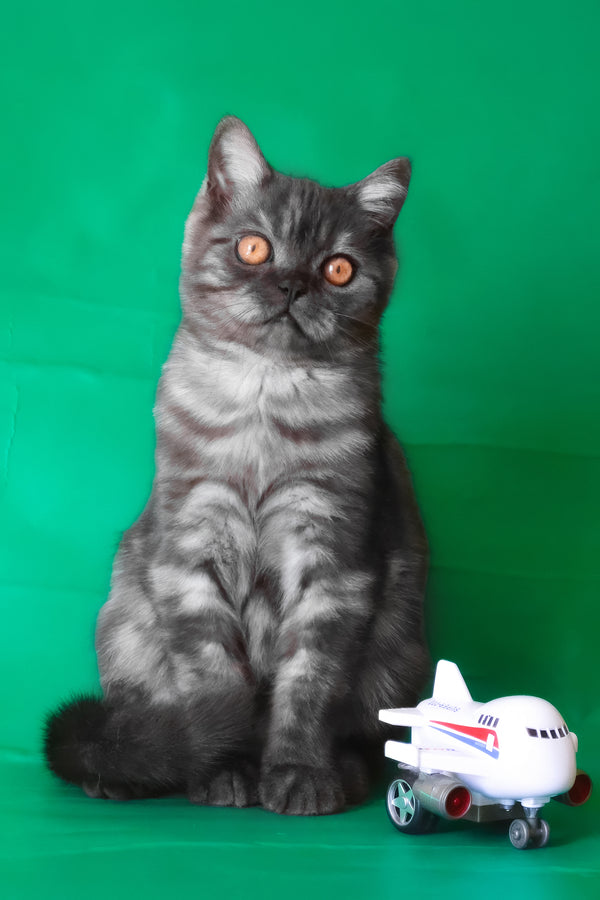 Marvel | Scottish Straight Kitten