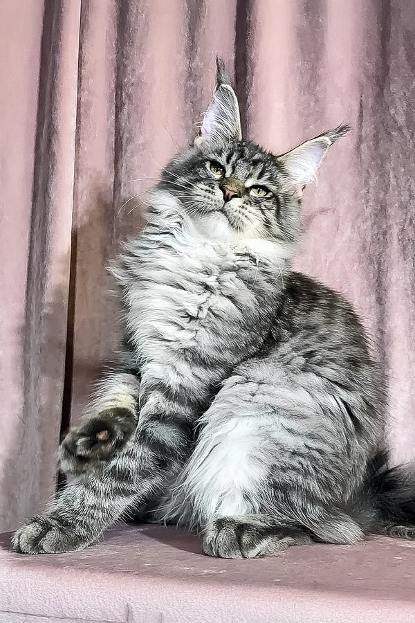 Marvin | Maine Coon Kitten