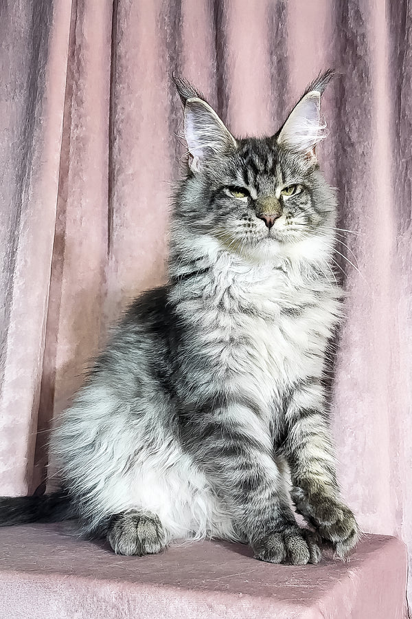 Marvin | Maine Coon Kitten