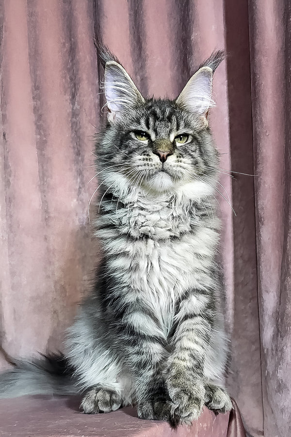 Marvin | Maine Coon Kitten