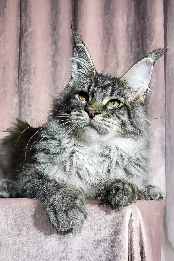 Marvin | Maine Coon Kitten