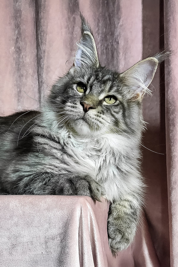 Marvin | Maine Coon Kitten