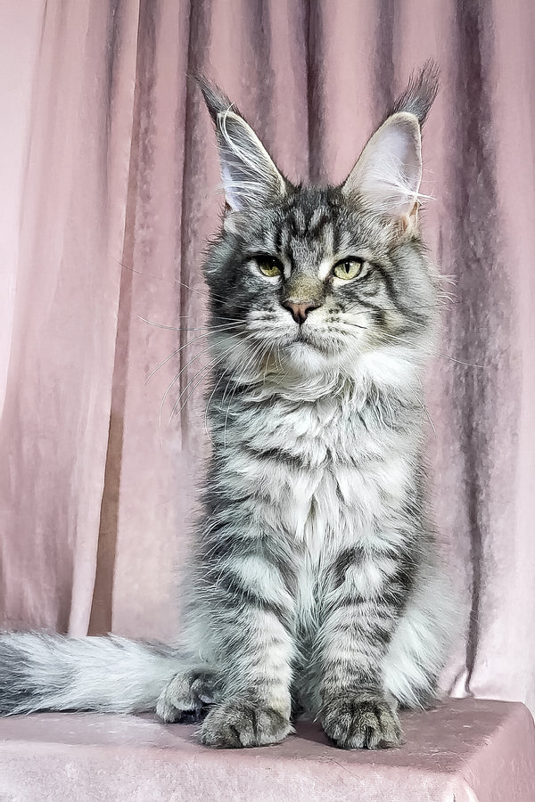 Marvin | Maine Coon Kitten