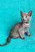 Mary | Russian Blue Kitten