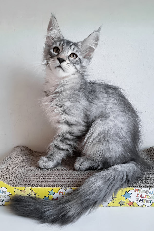 Marzipan | Maine Coon Kitten