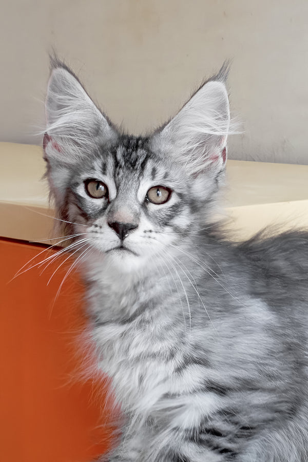 Marzipan | Maine Coon Kitten