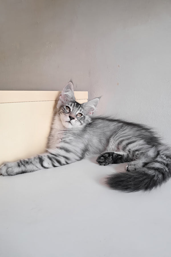 Marzipan | Maine Coon Kitten