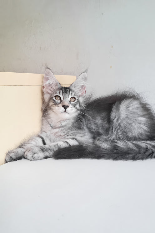 Marzipan | Maine Coon Kitten