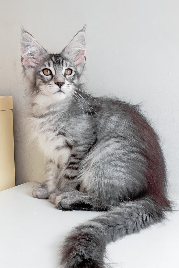 Marzipan | Maine Coon Kitten