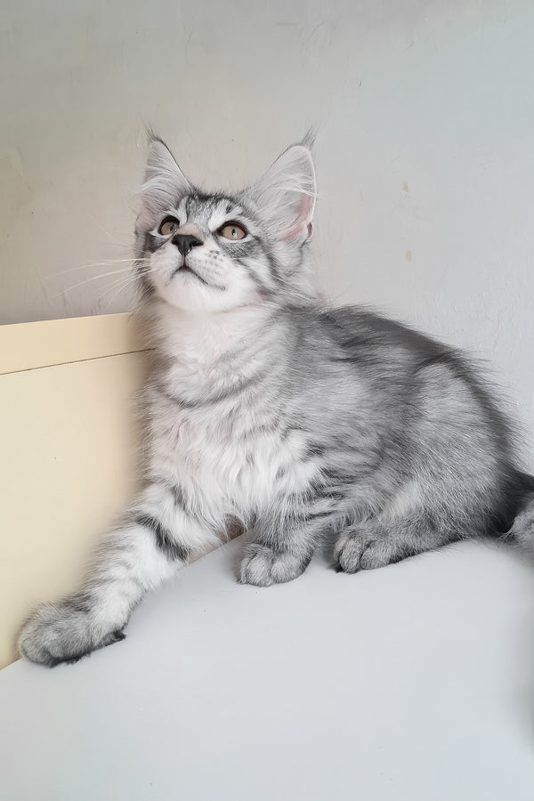 Marzipan | Maine Coon Kitten