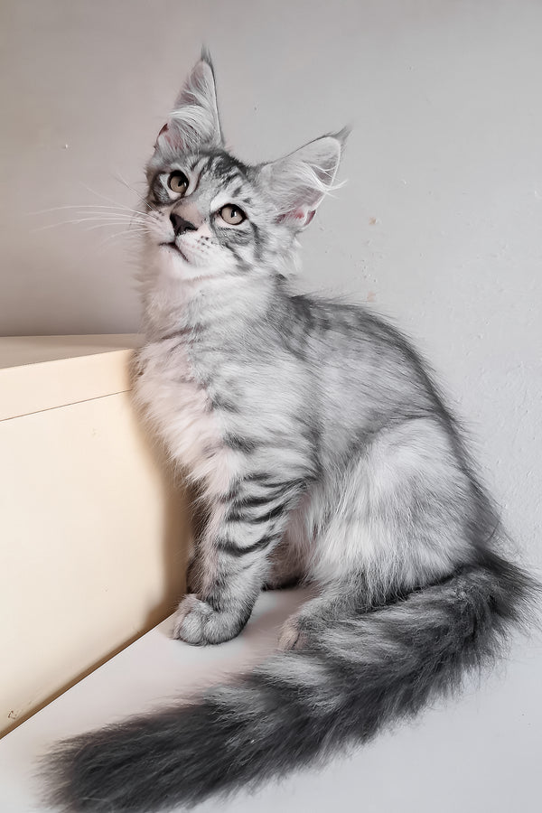 Marzipan | Maine Coon Kitten