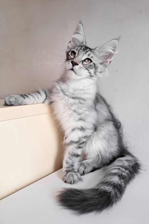 Marzipan | Maine Coon Kitten