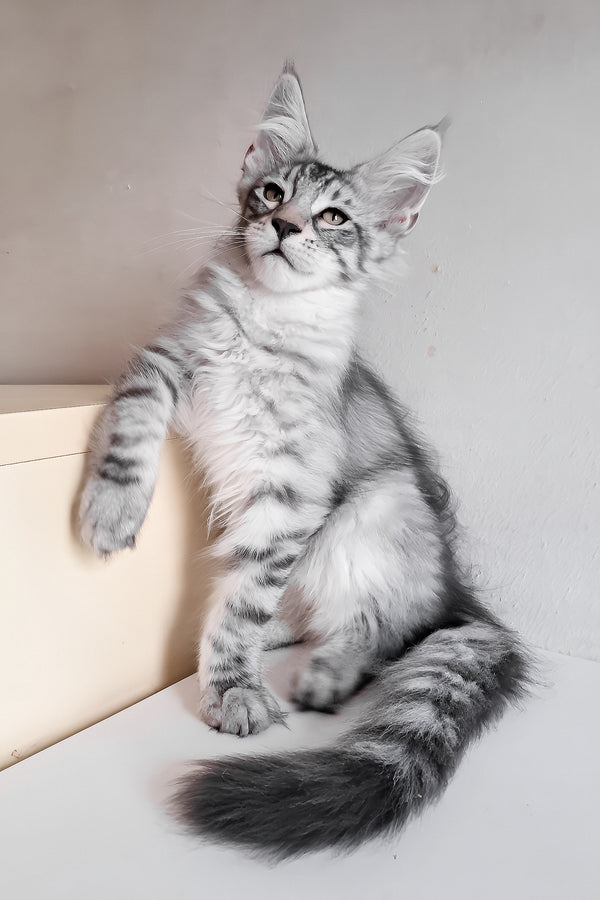Marzipan | Maine Coon Kitten