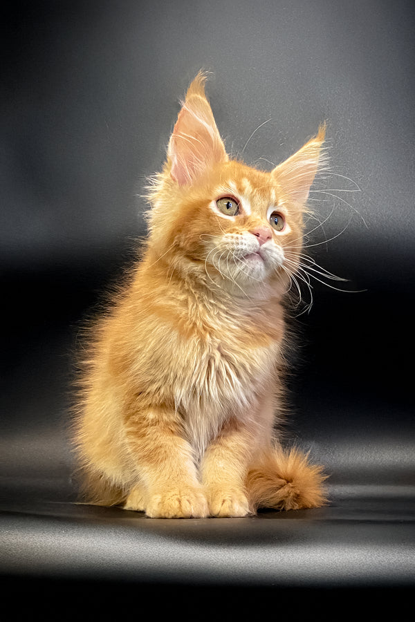 Masay | Maine Coon Kitten