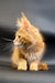 Masay | Maine Coon Kitten