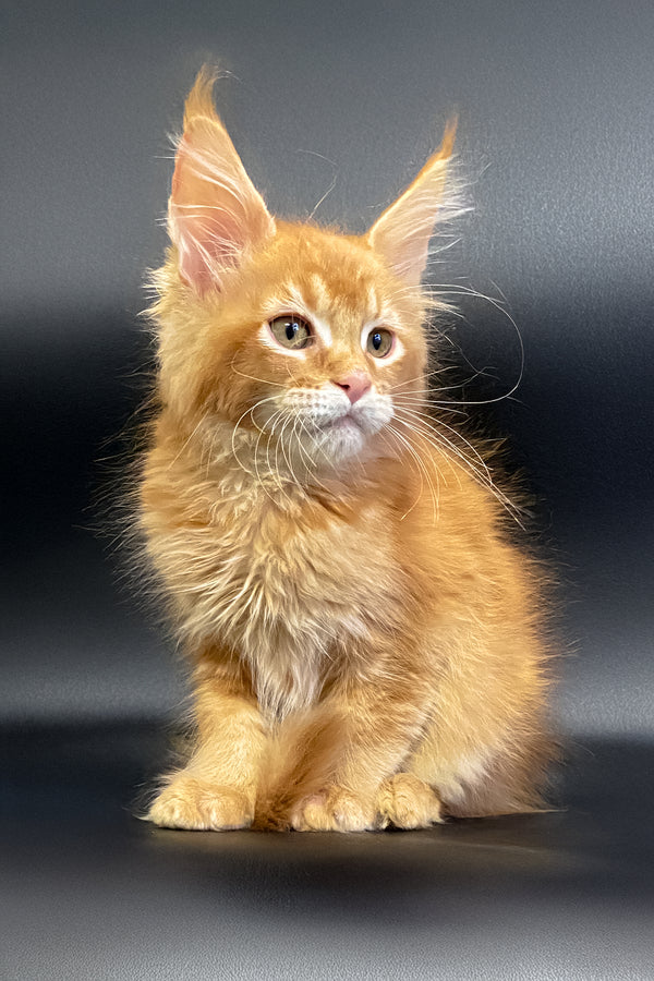 Masay | Maine Coon Kitten