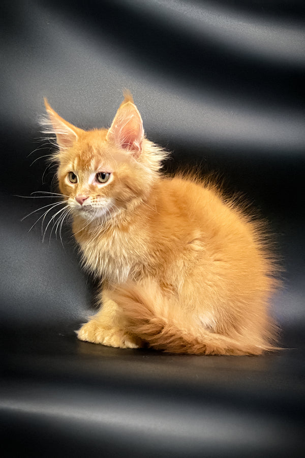Masay | Maine Coon Kitten
