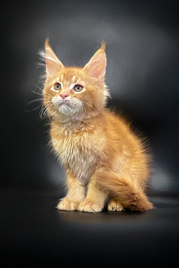 Masay | Maine Coon Kitten