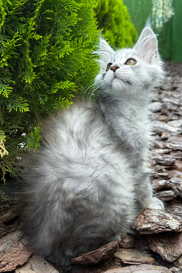 Massimon | Maine Coon Kitten