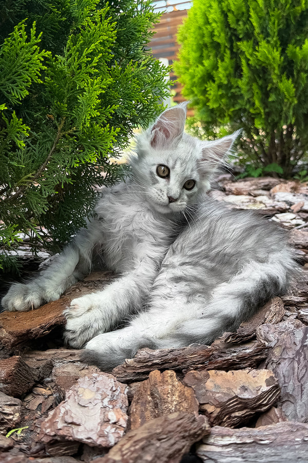 Massimon | Maine Coon Kitten