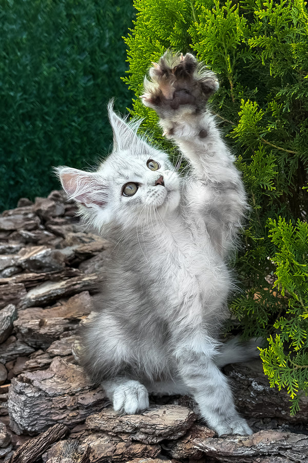 Massimon | Maine Coon Kitten