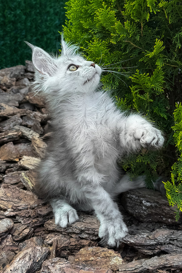 Massimon | Maine Coon Kitten