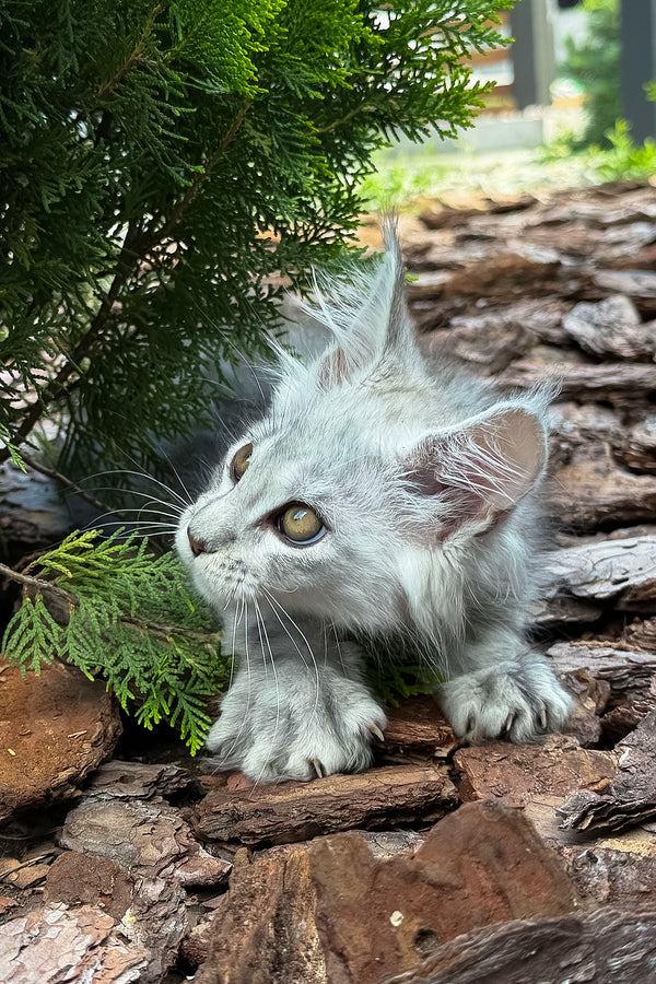Massimon | Maine Coon Kitten