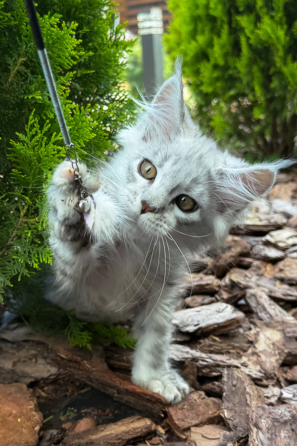 Massimon | Maine Coon Kitten