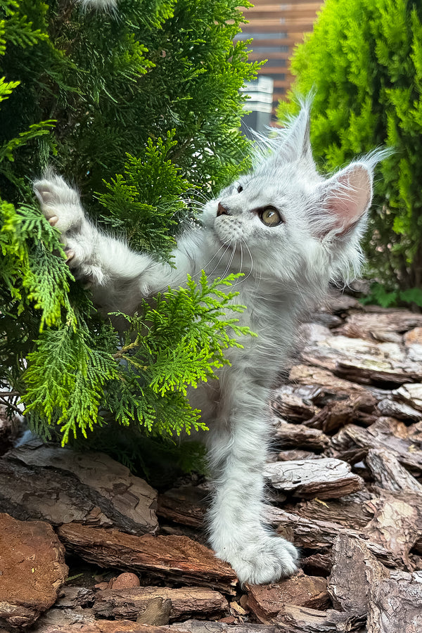 Massimon | Maine Coon Kitten
