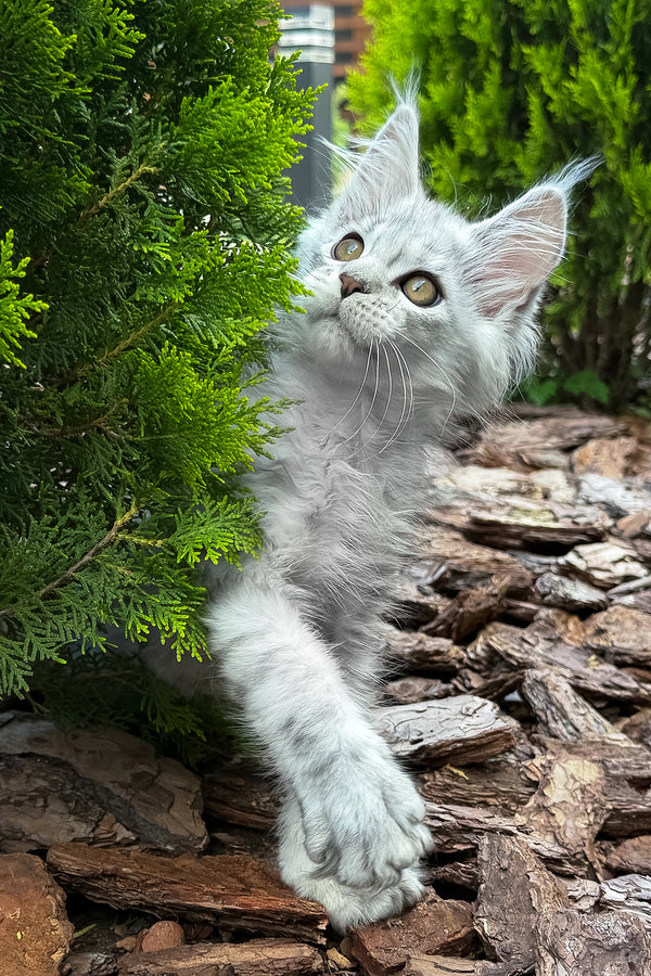 Massimon | Maine Coon Kitten